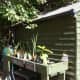 Plants for sale