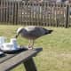 Cheeky young seagull in the tea room gardens