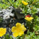 Yellow moss rose.