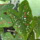 Caladium is a species of flowering plant in the family Araceae. In Malaysia, it's popularly known as the elephant ear. The plant is indigenous from South America.