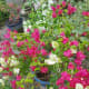 Flourish bougainvillea.