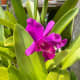 In Malaysia, it is popularly known as an orchid. If you have the orchids indoors, the best is to place them in an east to south-facing window or room. These plants prefer bright, indirect light. My mother grew them outdoor, however.