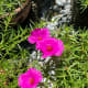 Portulaca grandiflora or known as moss rose is a succulent flowering plant and is often cultivated in gardens.