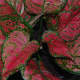 Aglaonema Valentine is also known as Chinese Evergreen. Nowadays, it is loved species in the houseplant for its colors and striking patterned leaves.