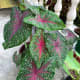 This is my favorite caladium. This plant loves lots of warm and humid weather as it is sun-tolerant. However, make sure do not to let the soil dry out! 