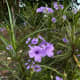 Mexican Petunia or Mexican bluebell is a species of a flowering plant. It is a native of Mexico, the Caribbean, and South America. Surprisingly, it grew ferociously in my mother's garden.