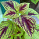Coleus is a tropical plant grown that is known for its beautiful foliage. It is a type of plant that is widely grown in Malaysia. As you can see from the photo, my mother has a mixture of coleus in her garden.