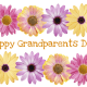 Happy Grandparents Day card and clip art with eight pink, purple and yellow daisies
