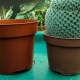 Choose a pot that is one size bigger than the current pot.