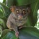 The Philippine tarsier (Carlito syrichta) comes from a 45-million-year-old family known as the Tarsiidae. They are one of the smallest primates, growing to length of 85 to 160 mm (3.35 to 6.30 in).