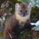 The Newfoundland pine marten (Martes americana atrata) was declared an endangered species in 2001. They eat only 8 types of small mammals, and their habitat is mainly in the Little Grand Lake area of Newfoundland island.