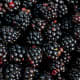 Fresh blackberries
