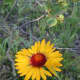 Wildflowers along the Corner Mountain Trail