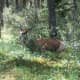Wildlife in Jasper National Park.
