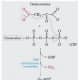 pepck-c-enzyme