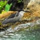 Garden Pond Night Heron