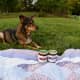 the-ultimate-guide-for-a-tasty-picnic