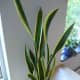 Mother-in-law's Tongue - Wonderful to use as a source to rid one's home of pollution clutter!
