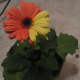 Gerbera Daisy