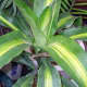 Corn Plant