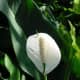 Peace Lily