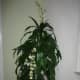 Janet Craig Dracaena (flowering)