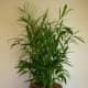 Bamboo Palm