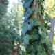 English Ivy