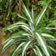 Dracaena Warneckii