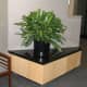 Chinese Evergreen