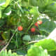 Strawberries to be harvested.