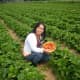 Me harvesting strawberries.
