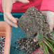 ...and slowly turn the pot upside down, gently pulling at the base of the cactus until it releases from the pot.