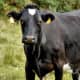 A fine looking Holstein-Friesian seen at Lagan Meadows.