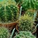 Seen here are Ferocactus Cactus varieties.