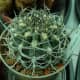 Seen here is a Neoporteria clavata Cactus.