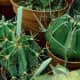 Seen here are Astrophytum ornatum (two on the left side) and Astrohpytum capricorne Cactus (on the right side).