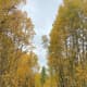 chasing-autumn-colors-in-utah