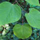 Eastern redbud (Cercis canadensis), leaves