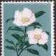 Japanese Postage Stamp, 1961 Flower series, Sakura #338, Scott Catalog #723, Camellia sasanqua blossoms
