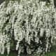 Bridal wreath looks like small Roses and very beautiful in sun. Does great in dry or wet weather.