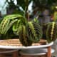 prayer-plant-a-beginners-guide-to-growing-and-caring