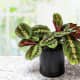 prayer-plant-a-beginners-guide-to-growing-and-caring