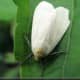 Whiteflies are small, white insects related to aphids that can damage plants in a similar way.  When they are disturbed, they fly around spreading plant viruses.