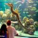 Fake photo of people looking at sea dragon in aquarium at Ripley's Aquarium.