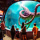 People looking at giant octopus in aquarium.