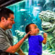People looking at baby Godzilla in an aquarium.
