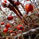 A macro shot of some berries