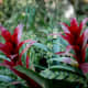 bromeliads-an-interesting-plant-with-a-myriad-of-unique-features