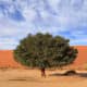 Camel Thorn Tree